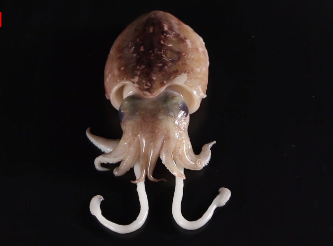 小牛顿科学馆：海蛞蝓乌贼-乌贼也有壳？